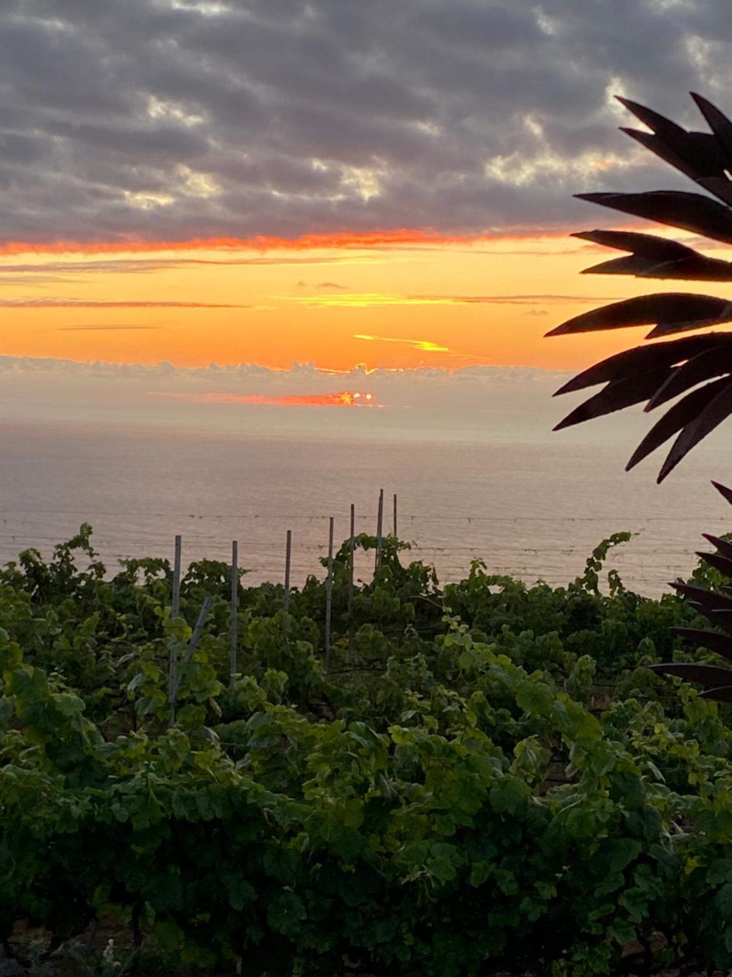 Finca Angelus Apartment Syrah With Amazing Views La Matanza De Acentejo Exterior foto